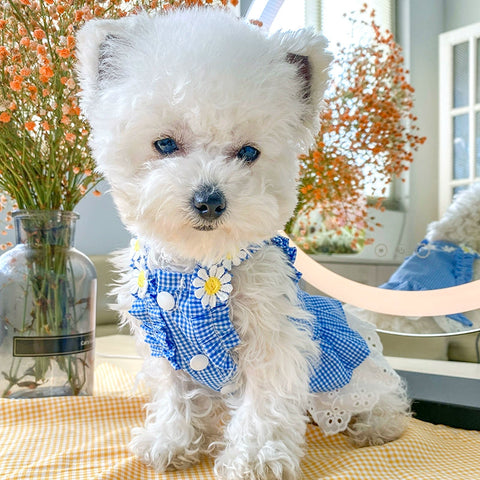 Dog Skirt Teddy Bichon Pomeranian Puppy Cat Pet Summer Thin Mini Sundress Dog Clothes Princess 1627207:12809780809#122216750:8199557611 $ Beautiful collection under $10 IPPA Phones