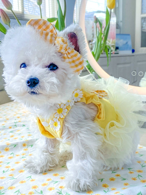 Pet Cat Dog Clothes Summer Dress Bichon Pomeranian York Summer Teddy Princess Dress Small Size Dogs Schnauzer