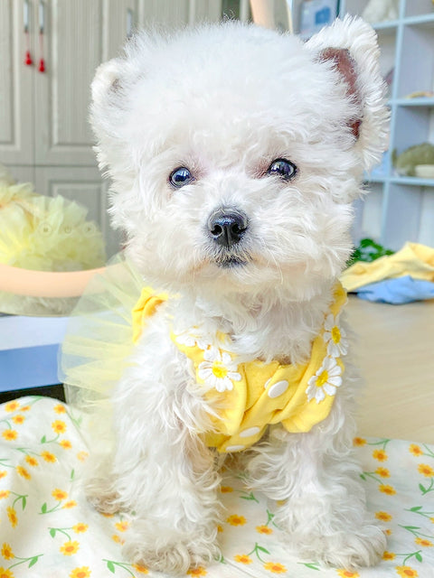 Pet Cat Dog Clothes Summer Dress Bichon Pomeranian York Summer Teddy Princess Dress Small Size Dogs Schnauzer