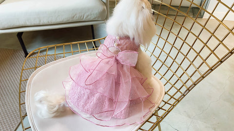 KZ Dress Return! Light and Cool ~ South Korea Dog Clothes Bichon Small Size Dogs Teddy Spring and Autumn Clothing