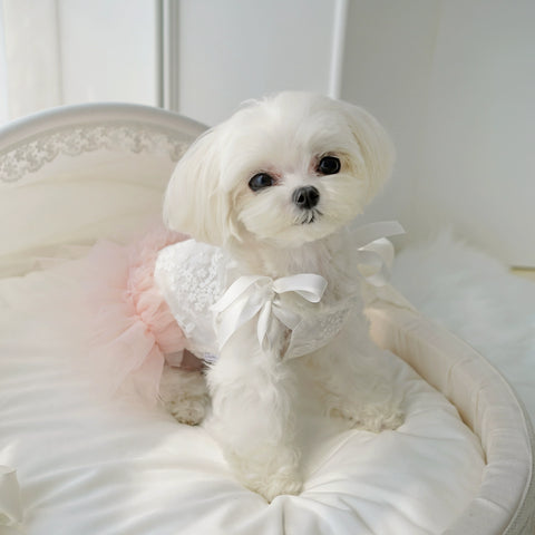 Bowww Pet Fairy Umbrella Princess Dress Spring/Summer Bichon Yorkshire Maltese Dog Clothes Thin