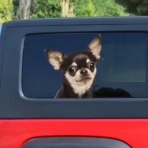 funny chihuahua car window sticker , 3D sticker, funny sticker, chihuahua decal